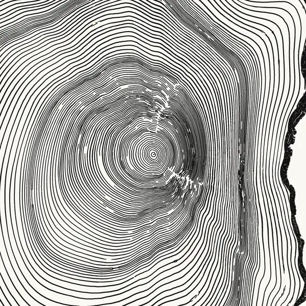 Close-up of the heart of the tree, placed where Mount Marcy sits on the map.